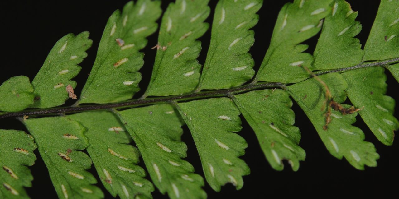 Asplenium miradorense