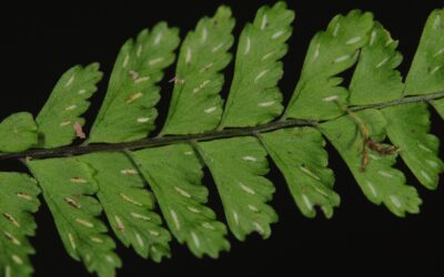 Asplenium miradorense