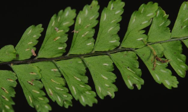 Asplenium miradorense