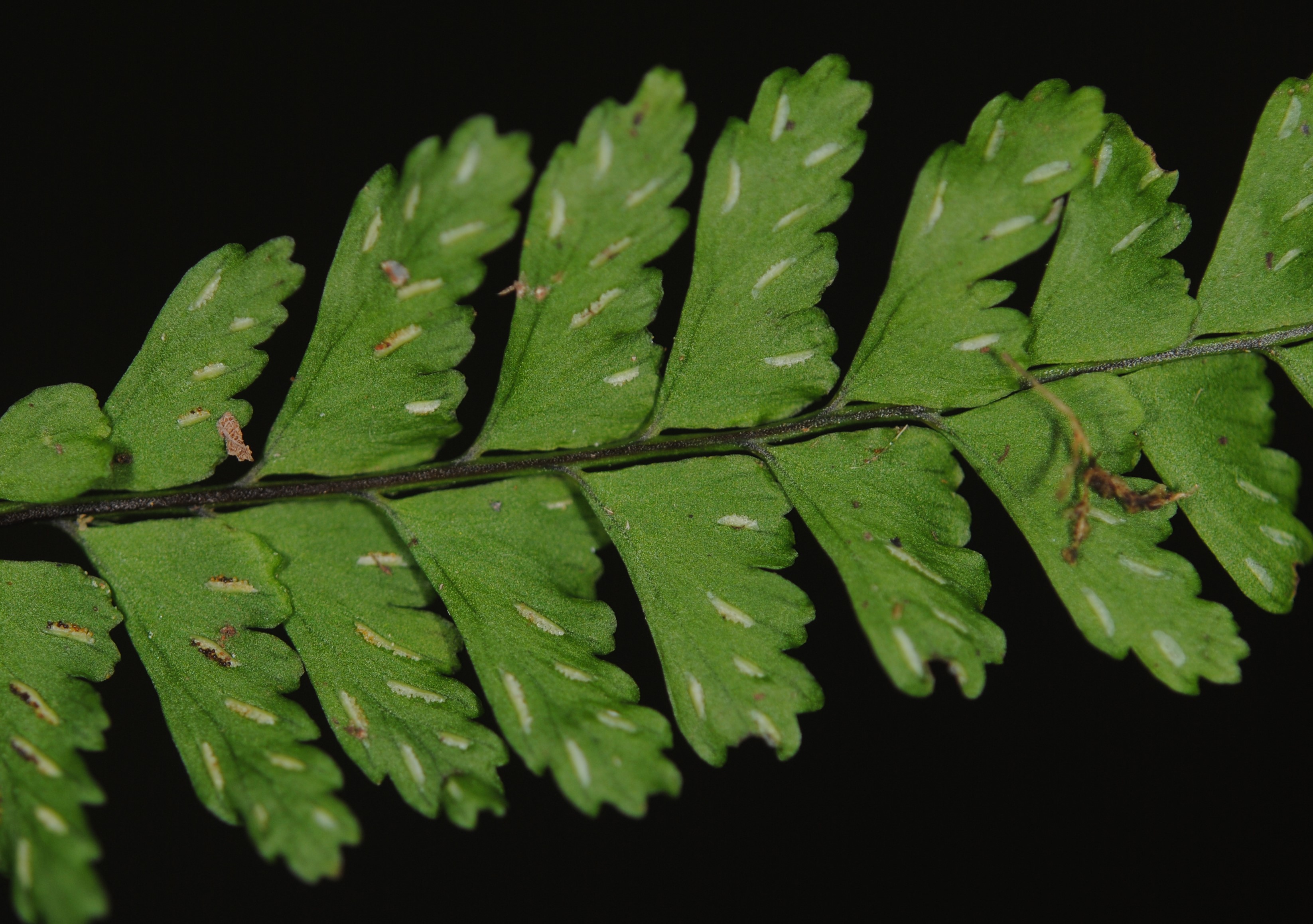 Asplenium miradorense