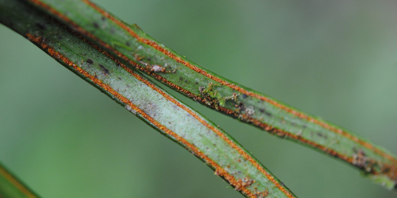 Vittaria flavicosta