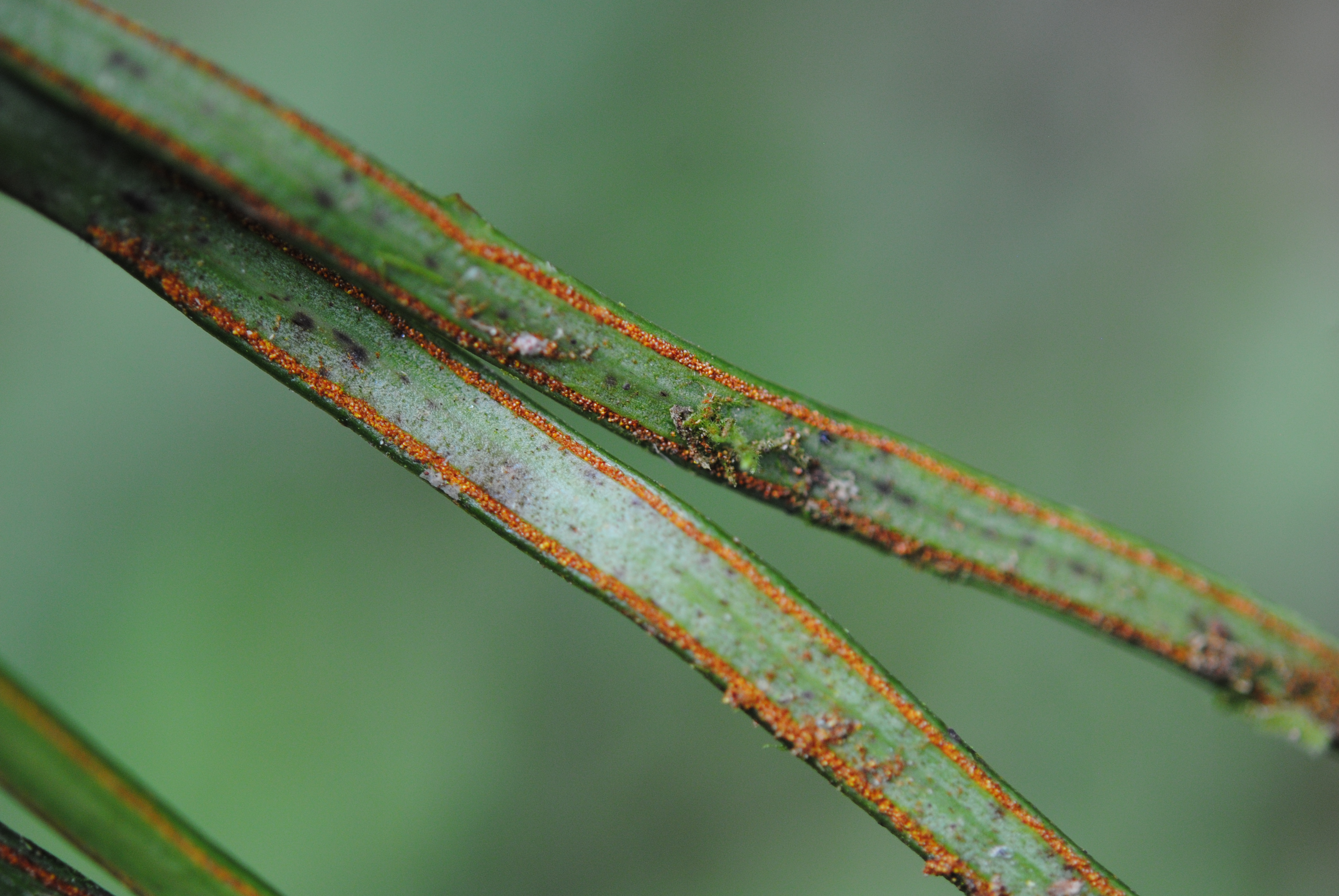 Vittaria flavicosta