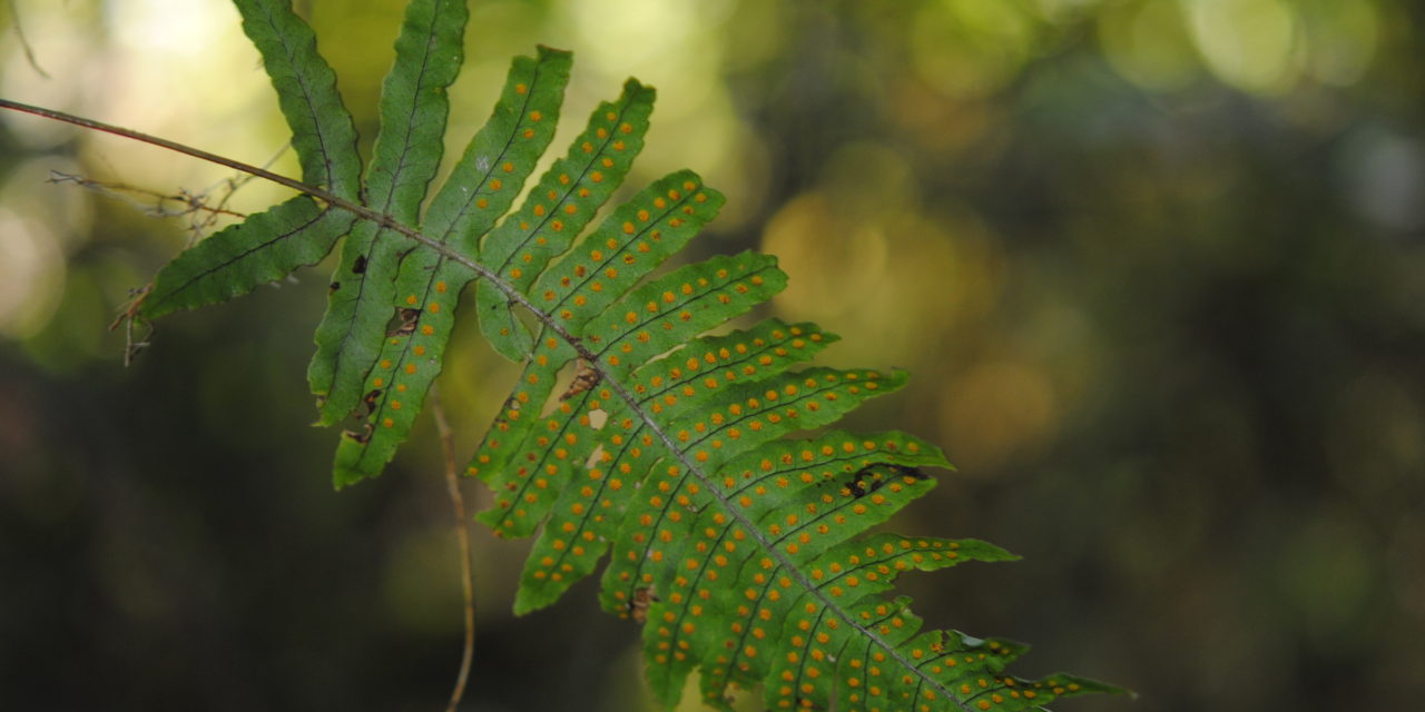 Polypodium plesiosorum