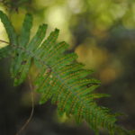 Polypodium plesiosorum