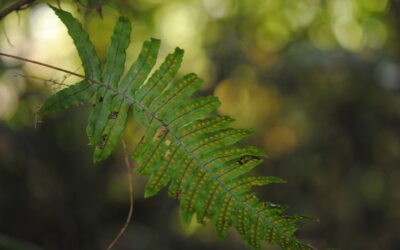 Polypodium plesiosorum