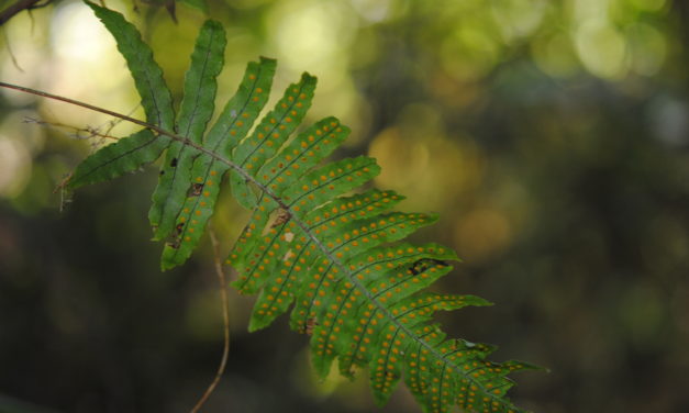 Polypodium plesiosorum