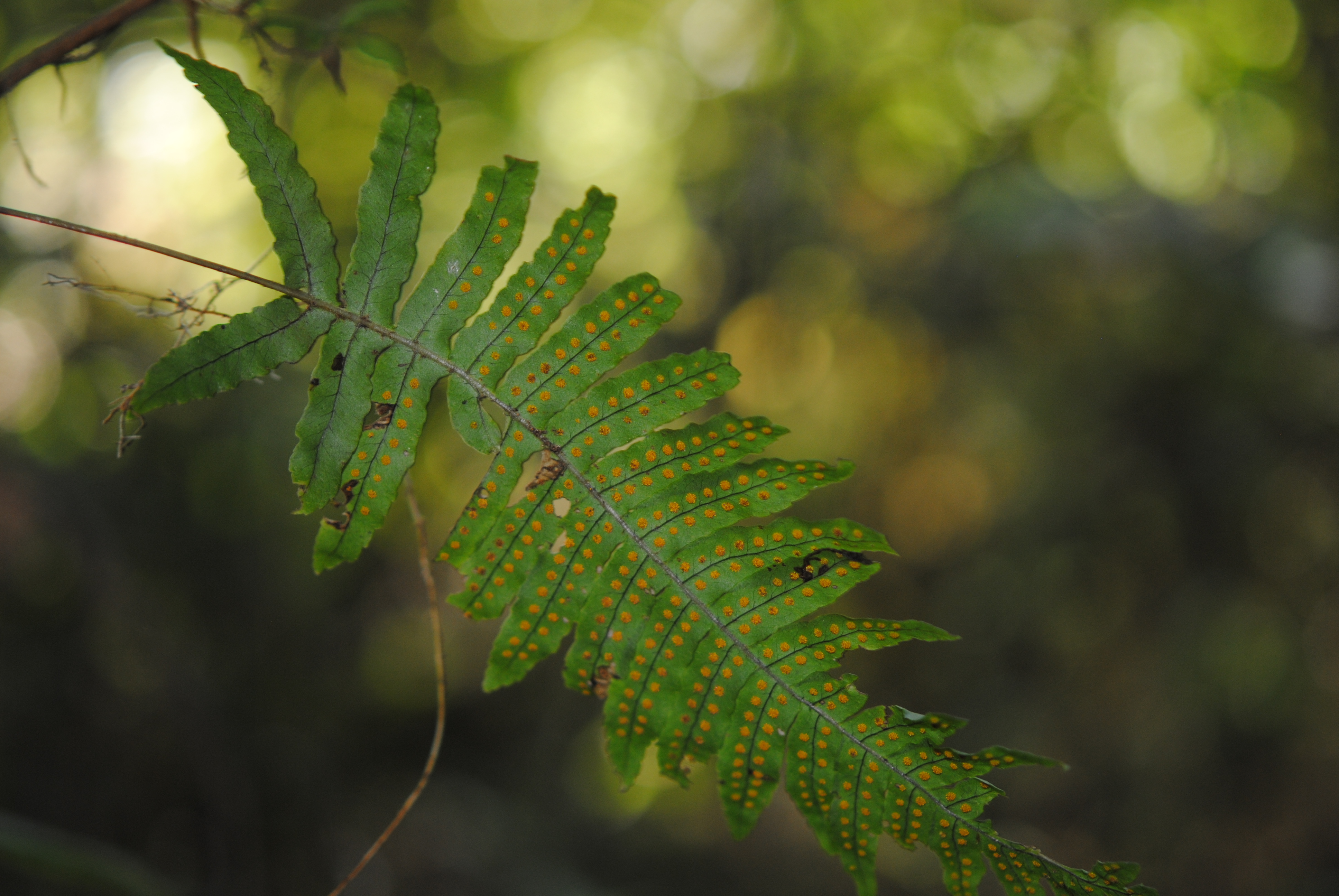 Polypodium plesiosorum