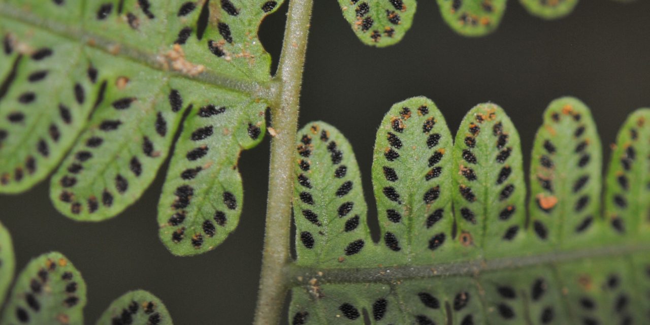 Amauropelta atrovirens