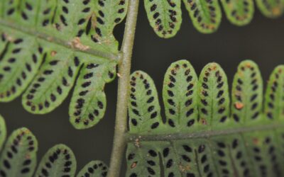 Amauropelta atrovirens