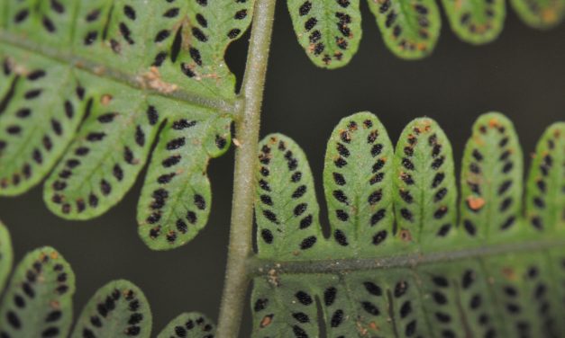 Amauropelta atrovirens