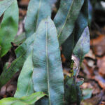 Elaphoglossum seminudum