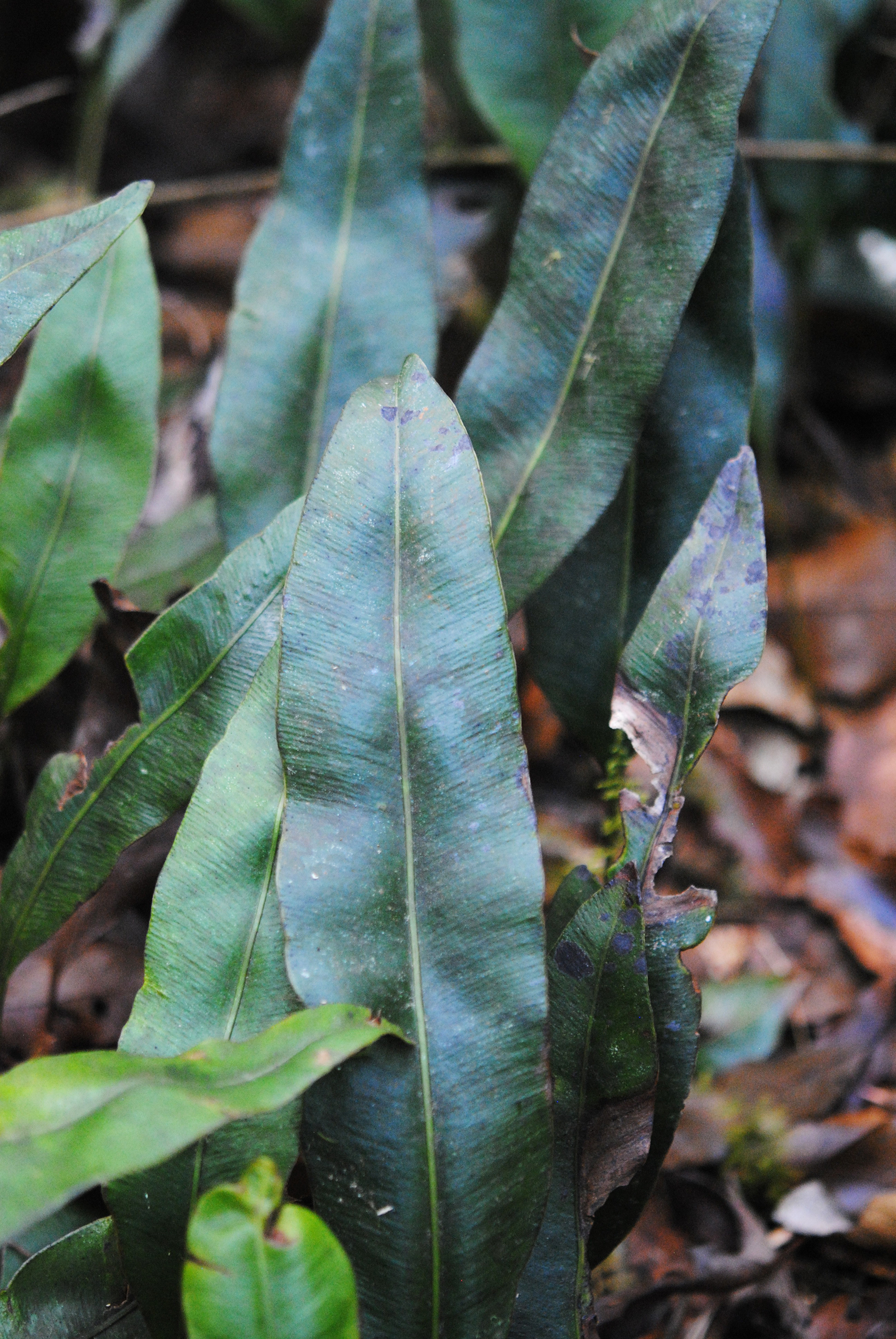 Elaphoglossum seminudum