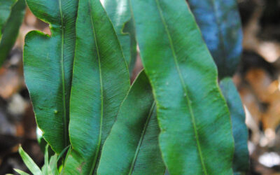 Elaphoglossum seminudum