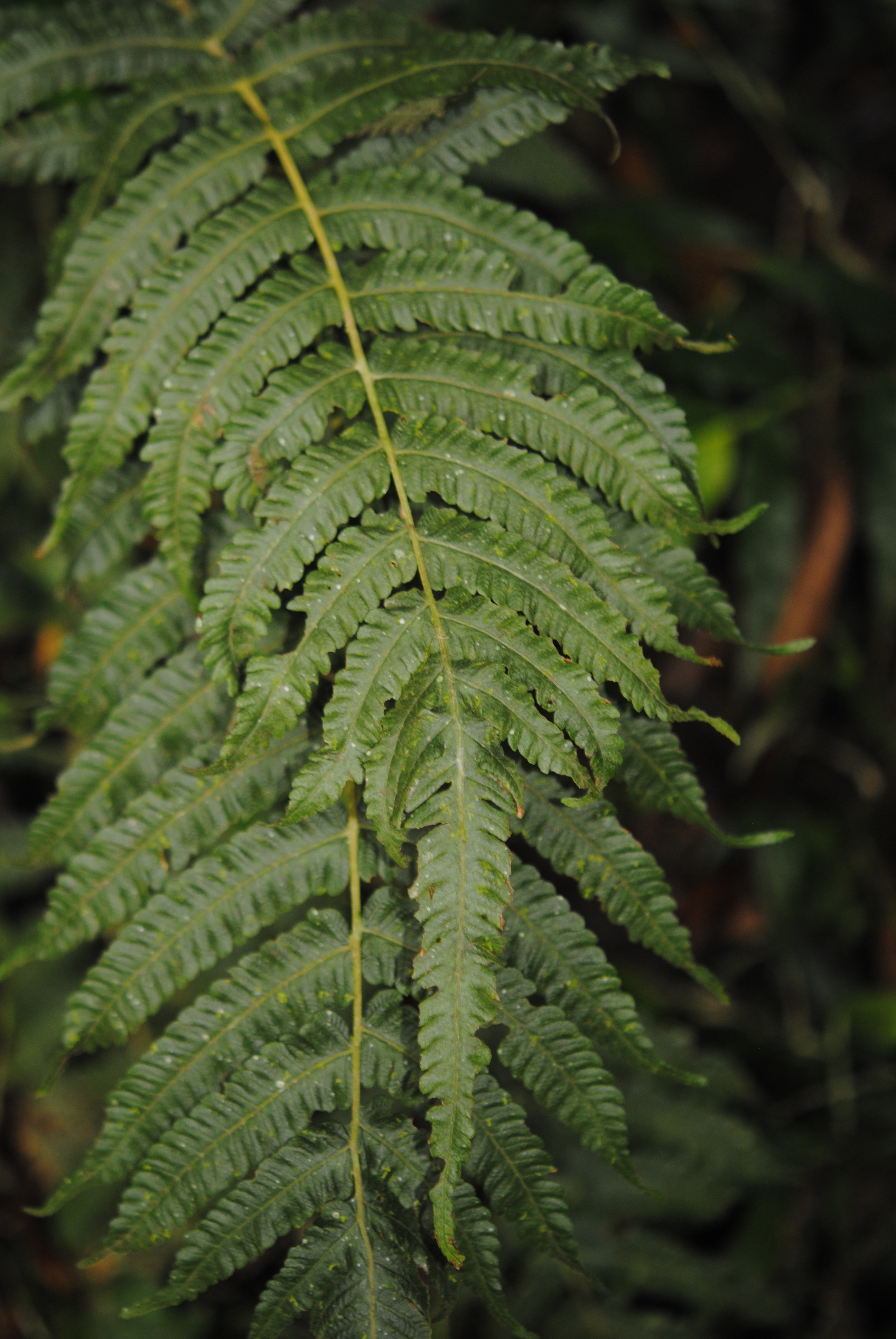 Goniopteris hatchii