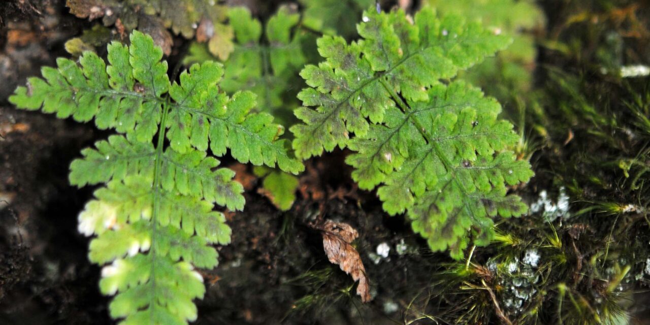 Dryopteris nubigena