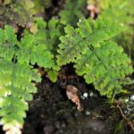 Dryopteris nubigena