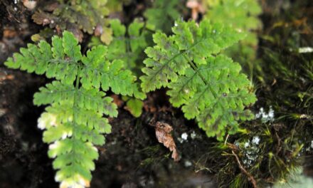 Dryopteris nubigena