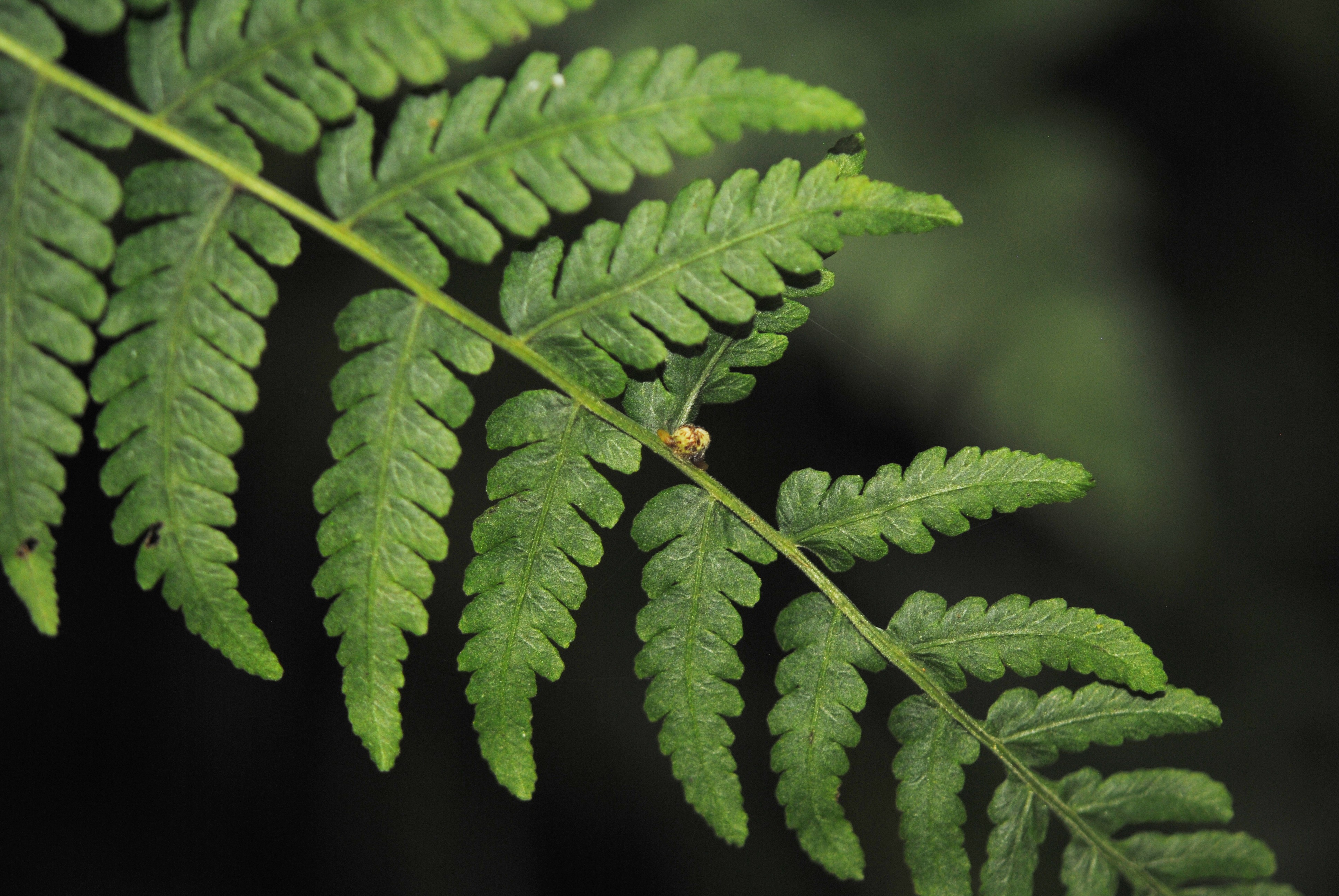 Amauropelta scalaris