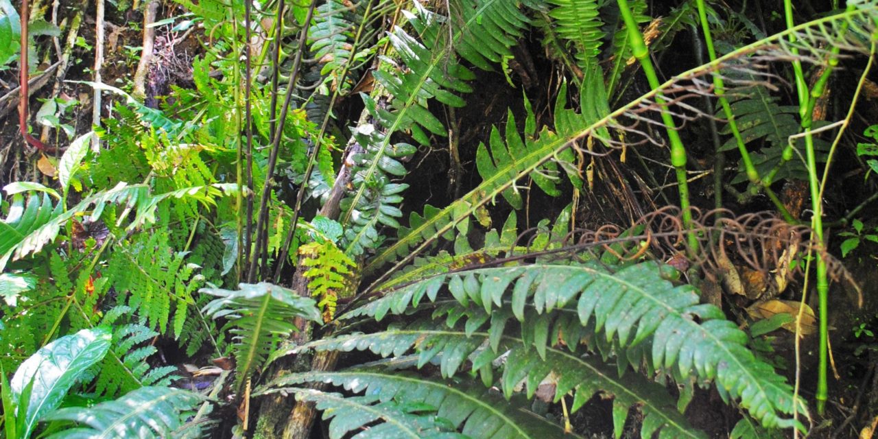 Austroblechnum wardiae