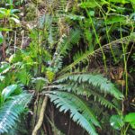 Austroblechnum wardiae