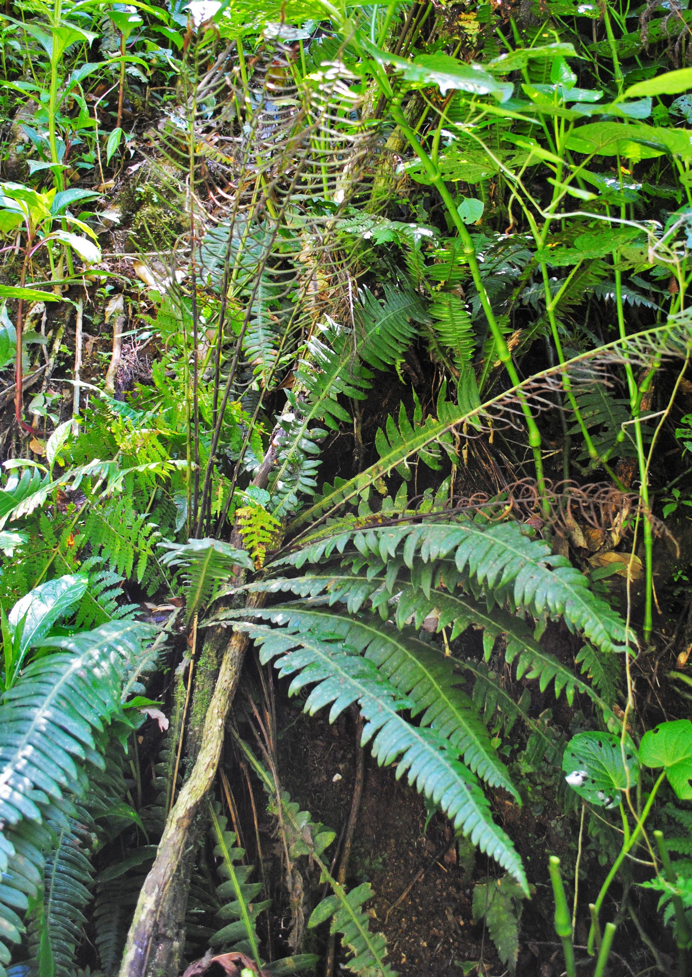 Austroblechnum wardiae