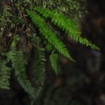 Asplenium miradorense