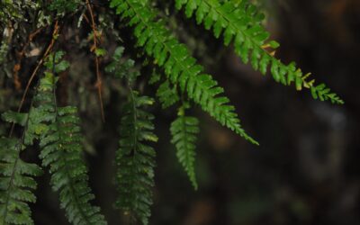 Asplenium miradorense