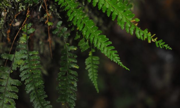 Asplenium miradorense