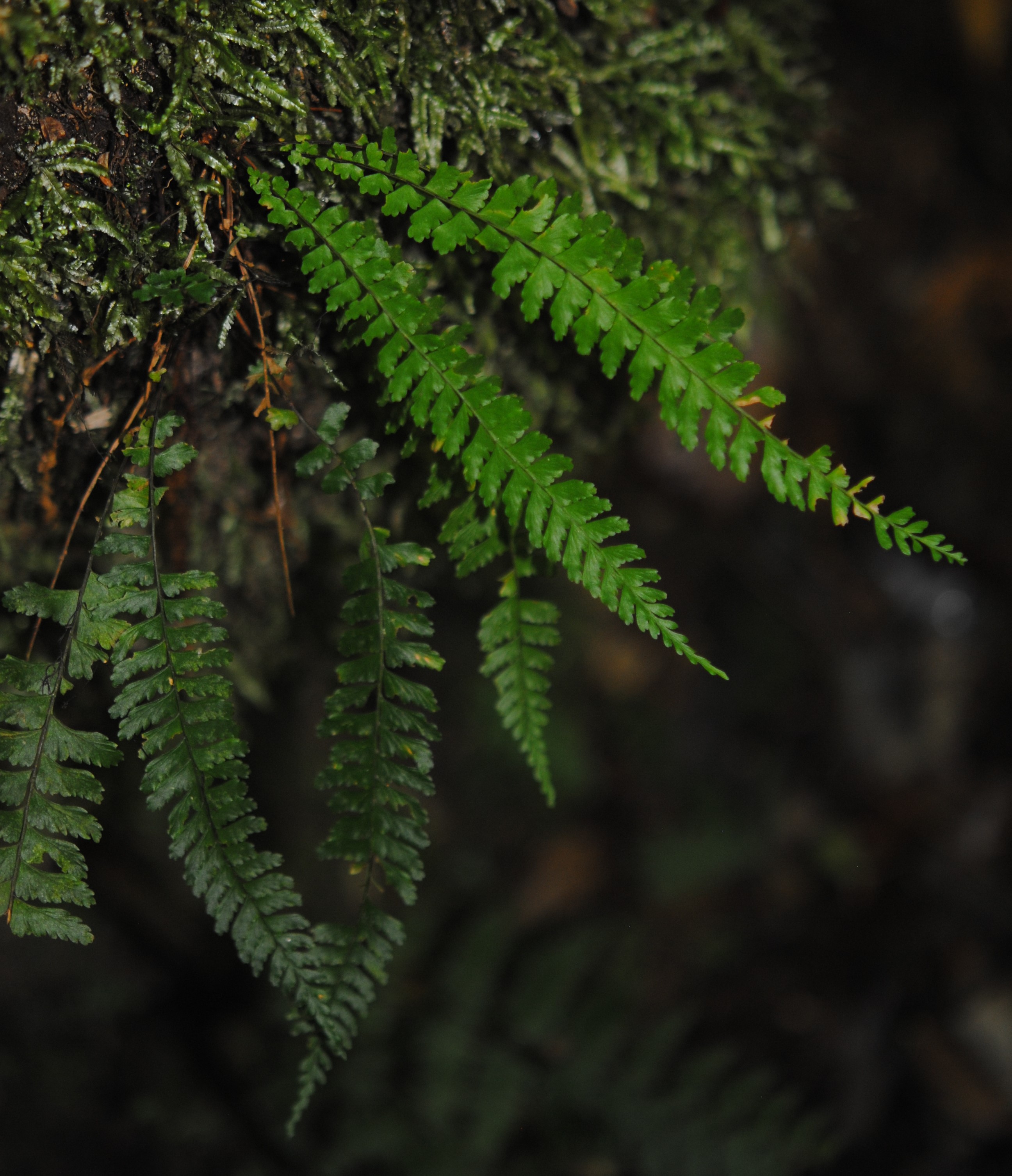 Asplenium miradorense