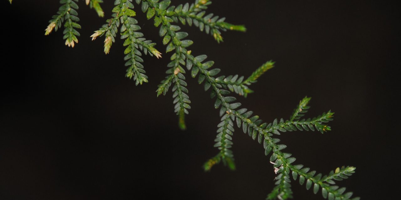 Selaginella flexuosa