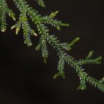 Selaginella flexuosa