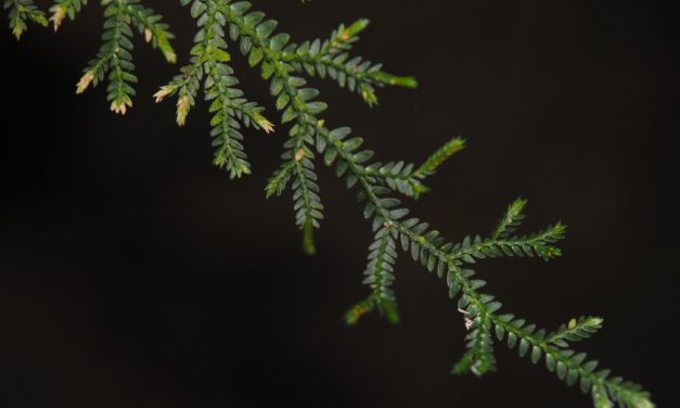 Selaginella flexuosa