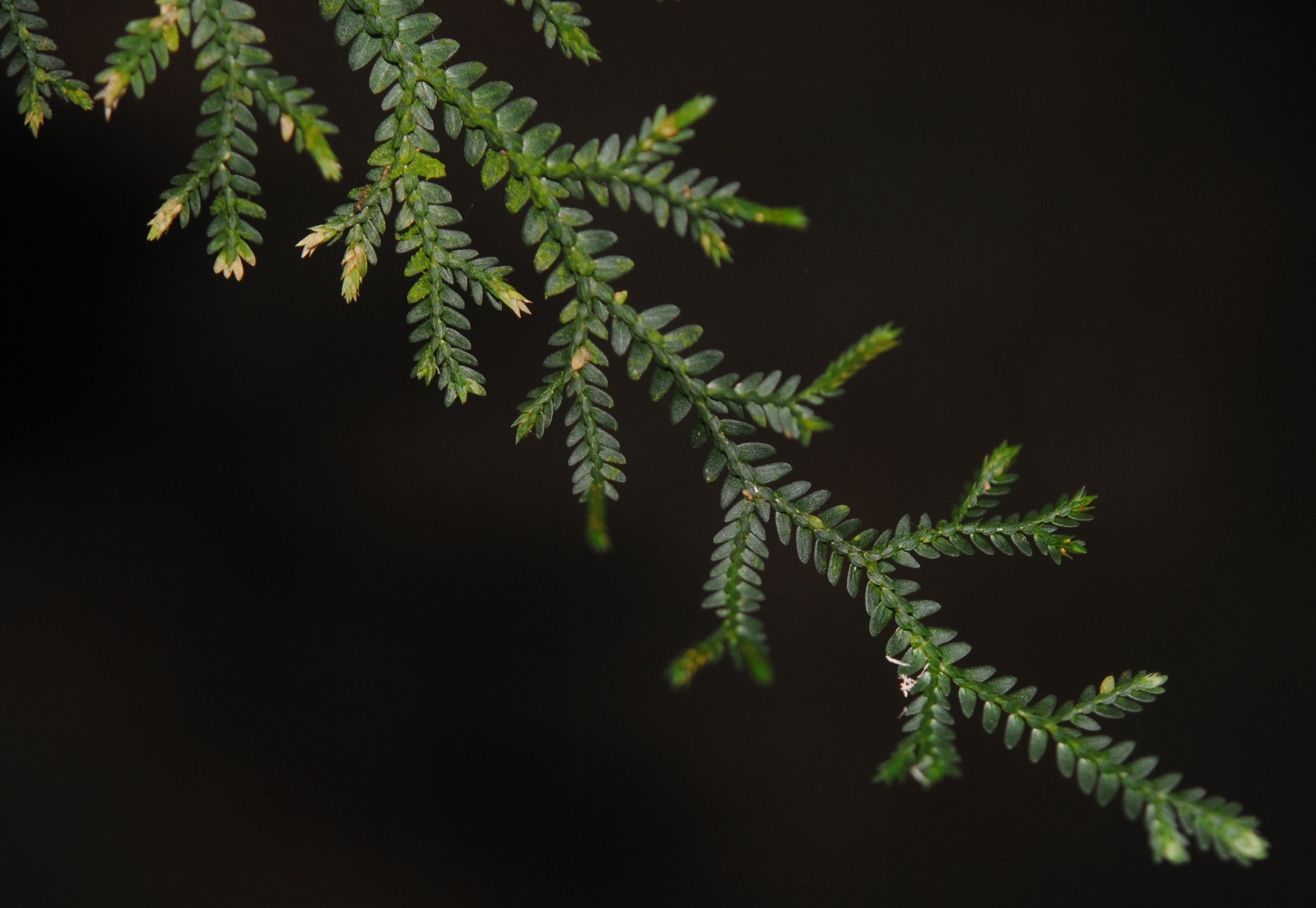 Selaginella flexuosa