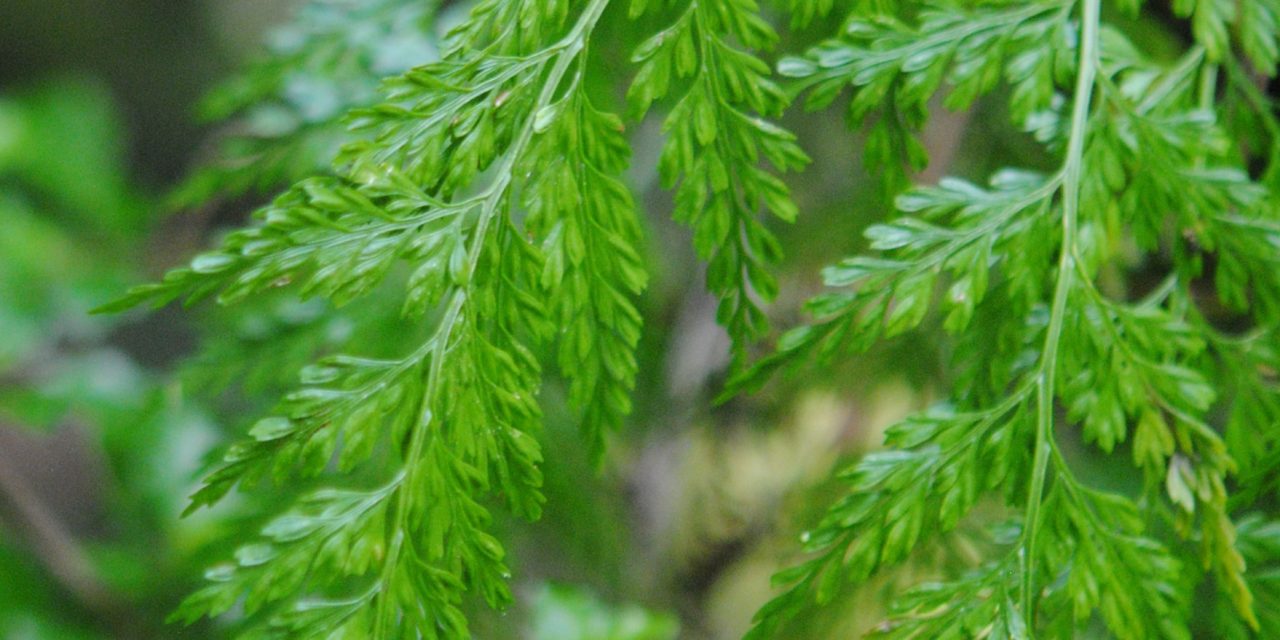 Asplenium fragrans