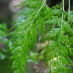 Asplenium fragrans