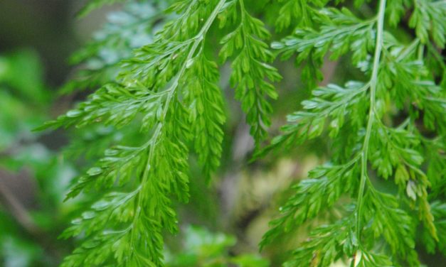 Asplenium fragrans