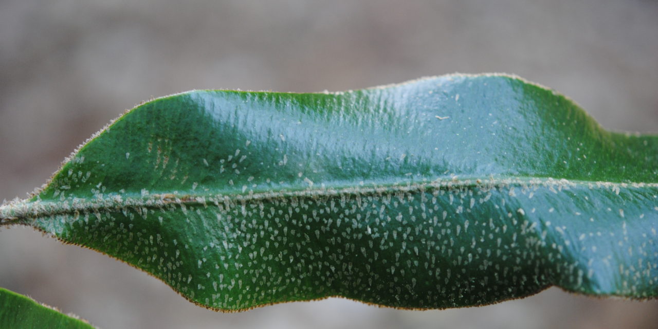 Elaphoglossum muscosum