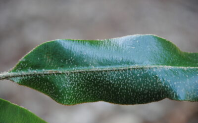 Elaphoglossum muscosum