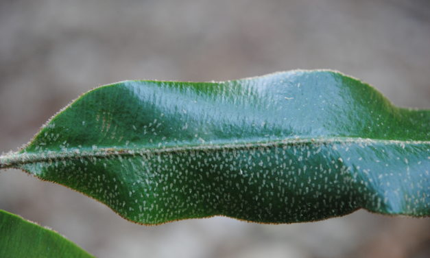 Elaphoglossum muscosum
