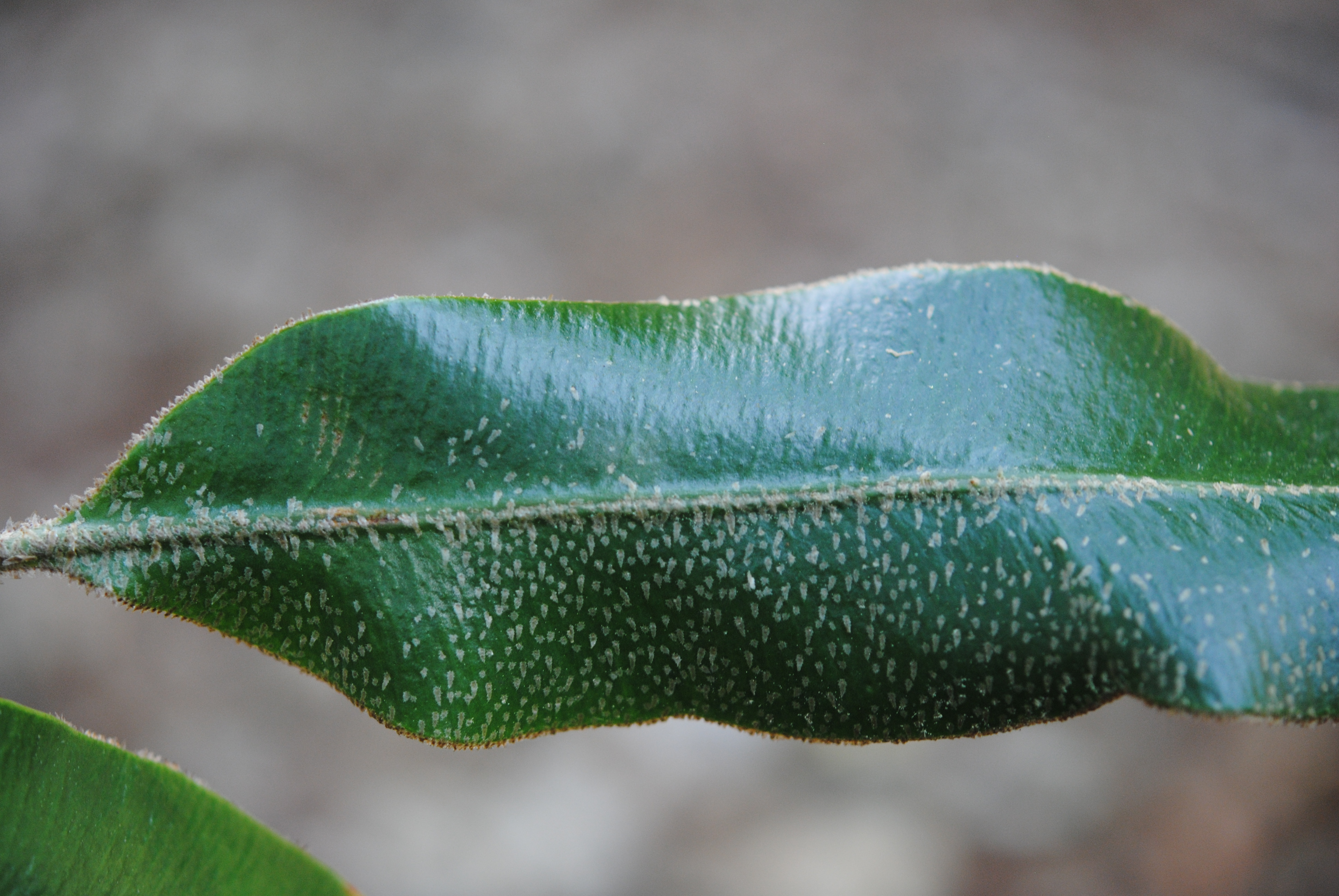 Elaphoglossum muscosum