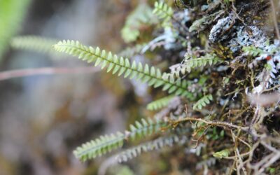 Stenogrammitis prionodes