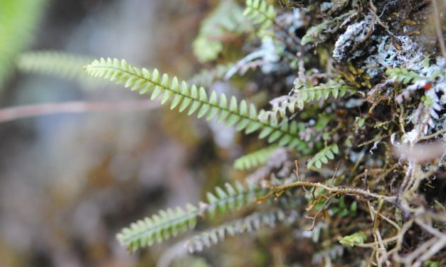 Stenogrammitis prionodes