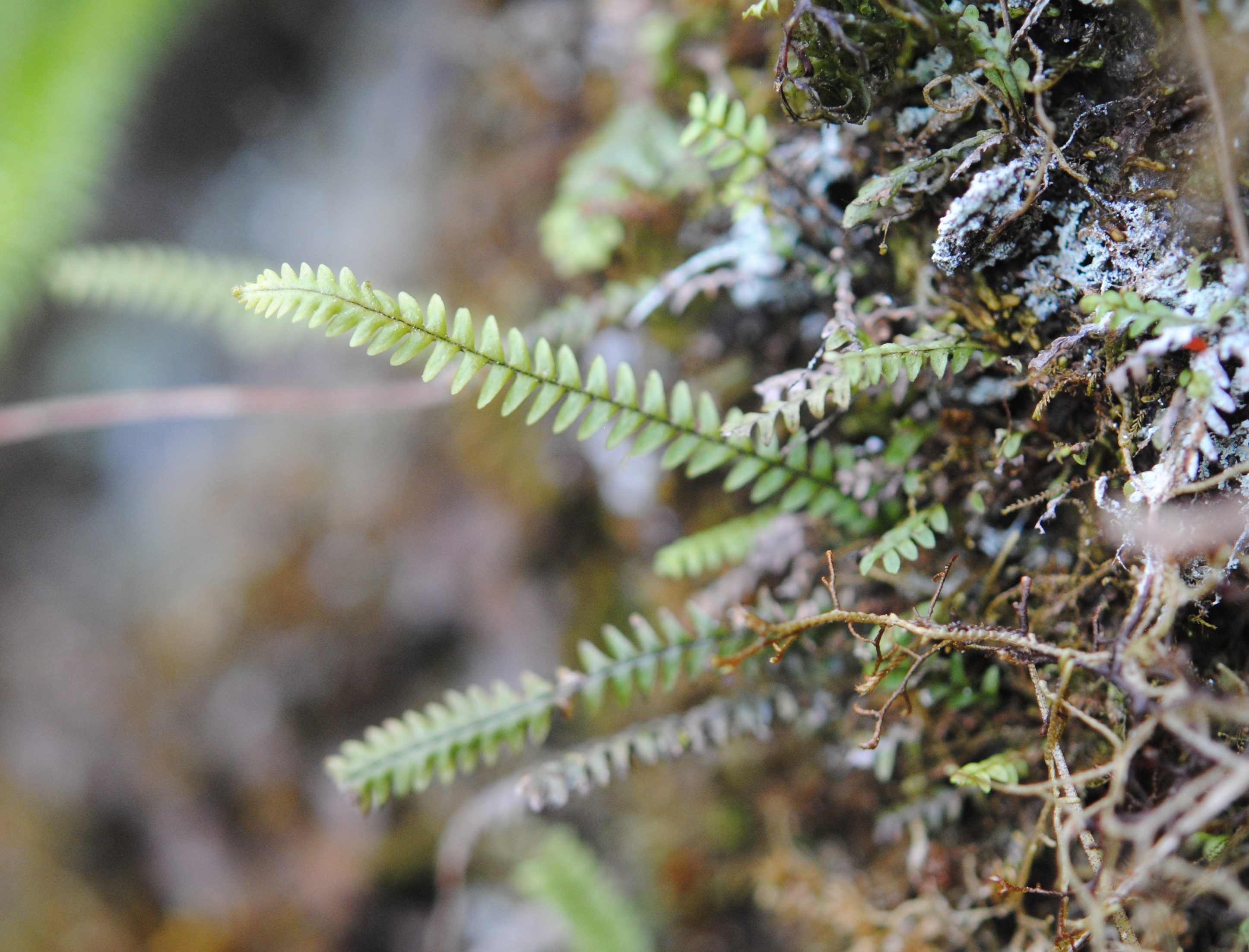 Stenogrammitis prionodes