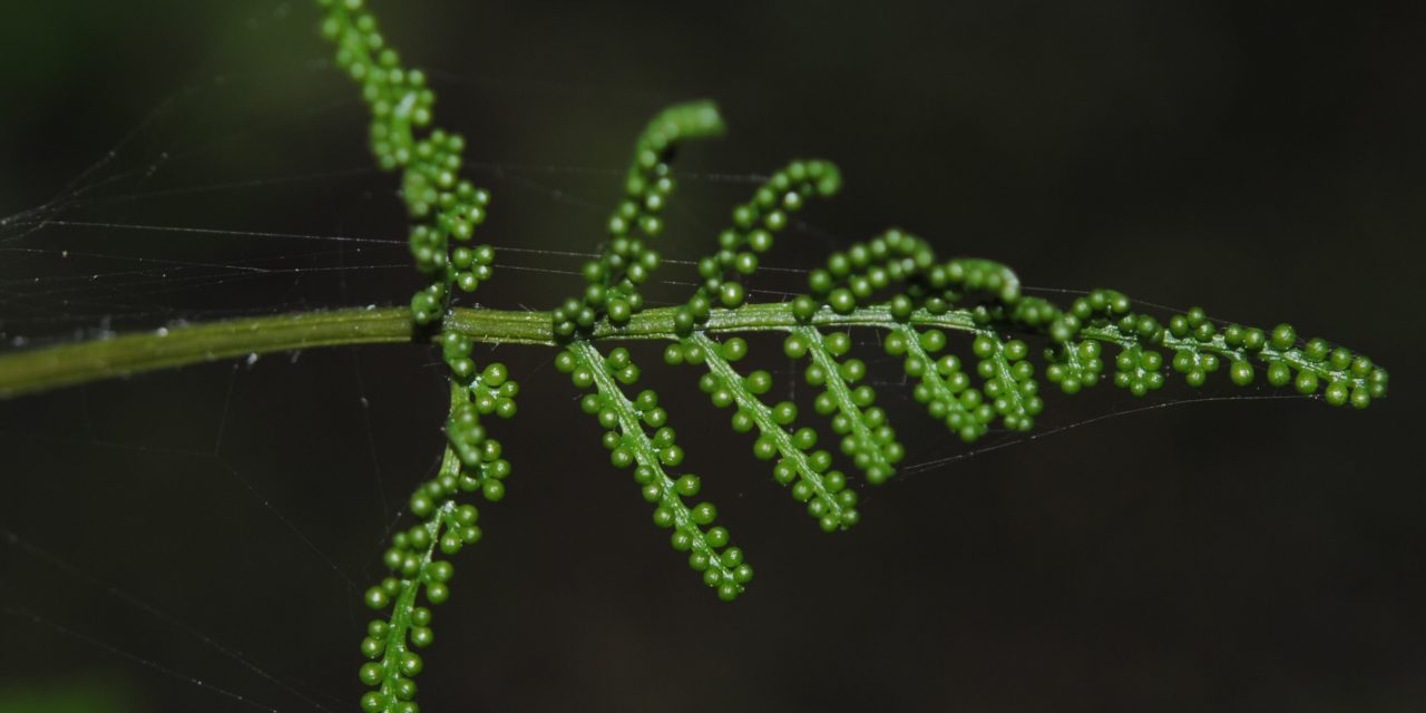 Botrypus virginianus