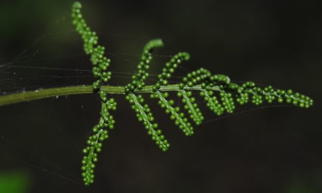 Botrypus virginianus