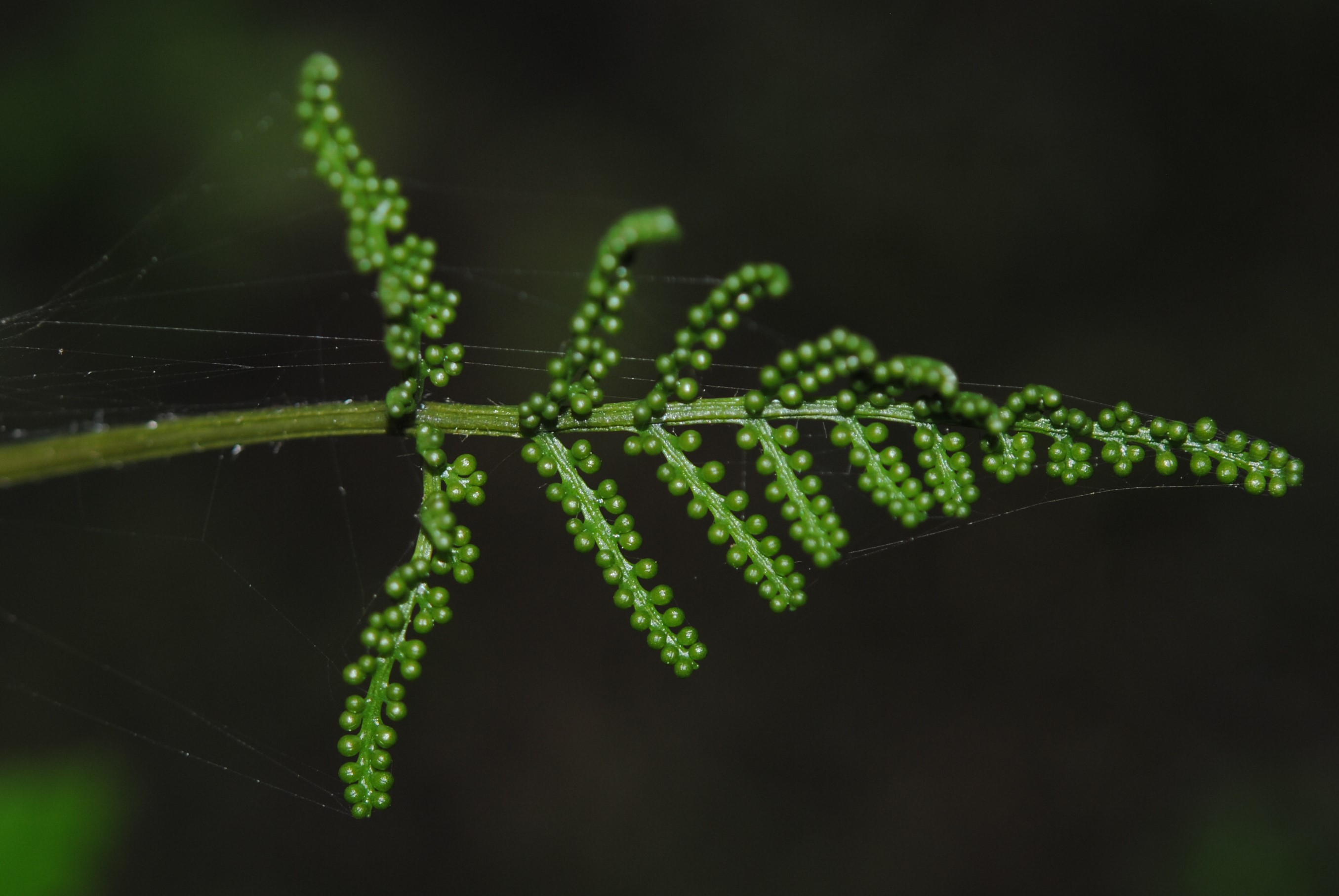 Botrypus virginianus