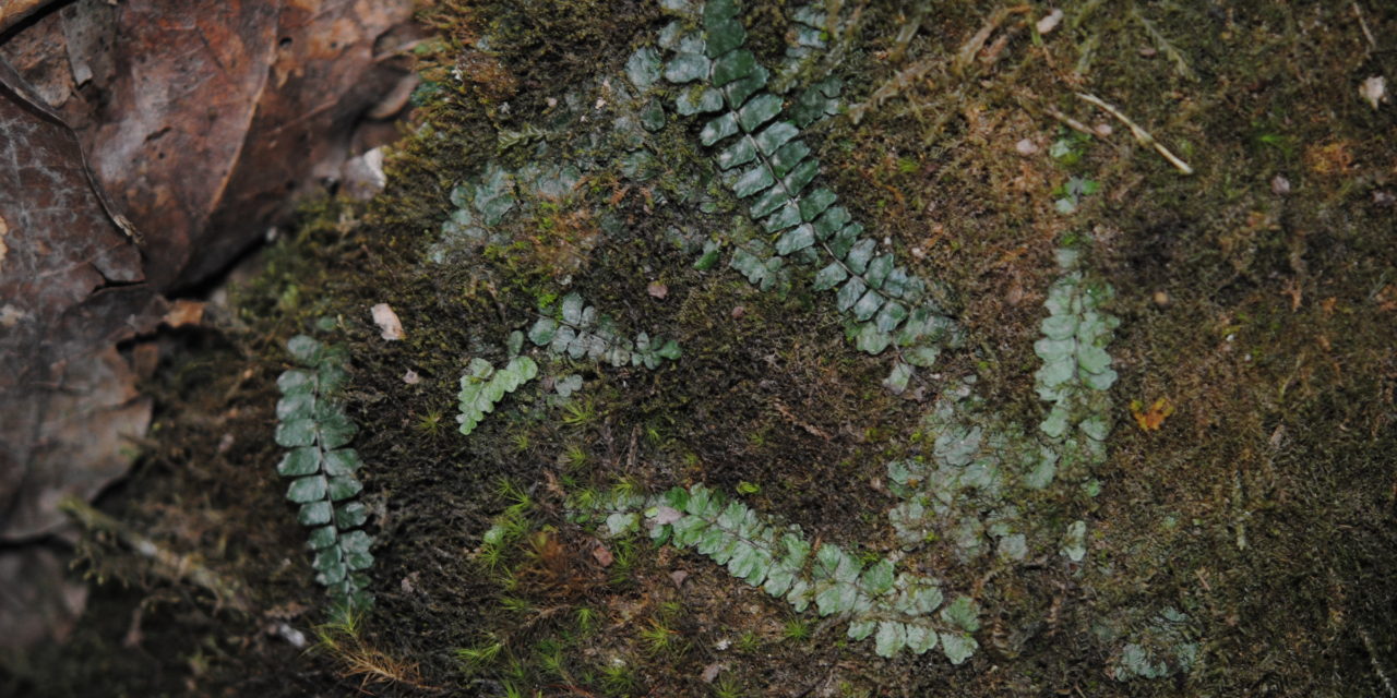 Asplenium stolonipes