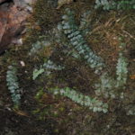 Asplenium stolonipes