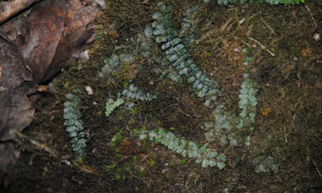 Asplenium stolonipes