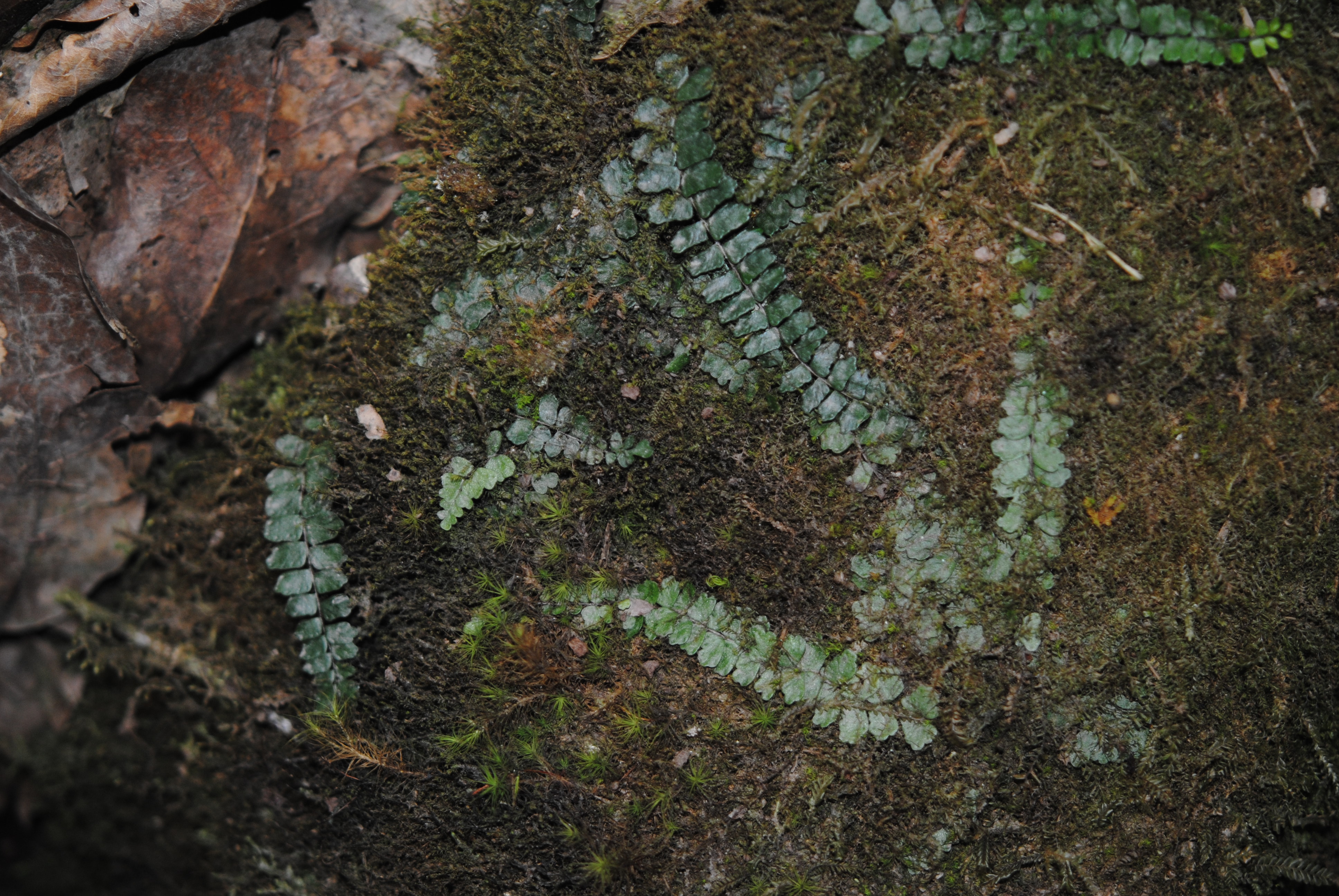 Asplenium stolonipes